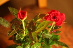 У красных роз самый сильный аромат