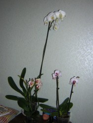 орхидейная полянка