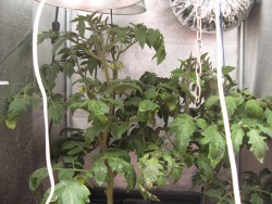 Слева -растение под индукцией, справо- под ДНаТ