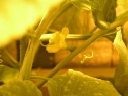 дыня цветет -15дней на гидропонике