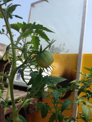 Пересаженный в землю помидор радует не меньше