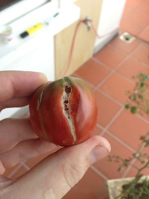 Вот так лопнули 2 помидорки