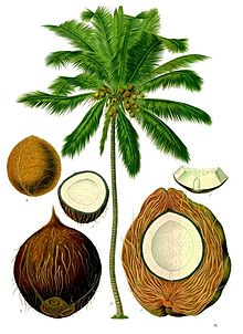 220px-Cocos_nucifera_-_Köhler–s_Medizinal-Pflanzen-187.jpg