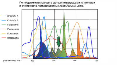 Спектр КЛЛ