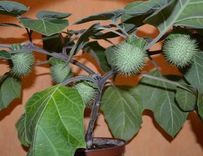 06.02.2014г Datura Вечерний Аромат. Семенные коробки