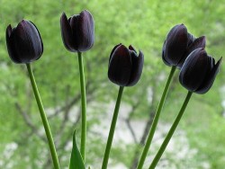 Чёрные тюльпаны.jpg