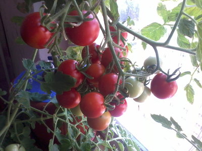 красные помидоры