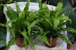 asplenium.JPG