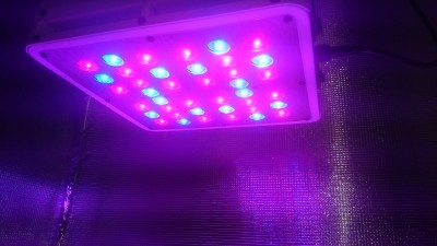 LED 200 W над DWC