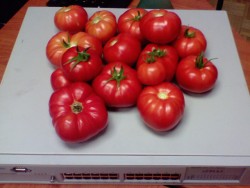 Первый урожай помидорок