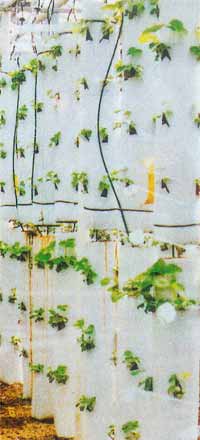 выращивание клубники в мешках