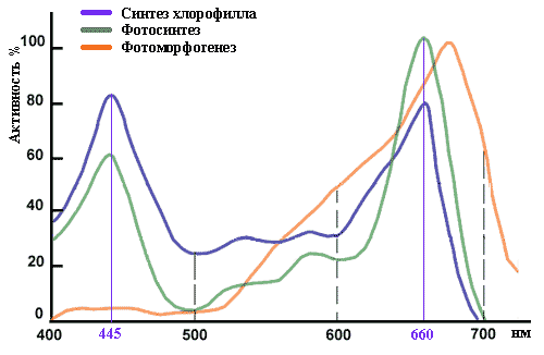 спектр фотосинтеза.gif
