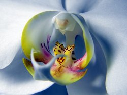 Мордочка орхидеи